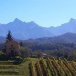 vineyard of Pinot Grigio in Lunigiana