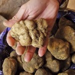 white truffle tuscany